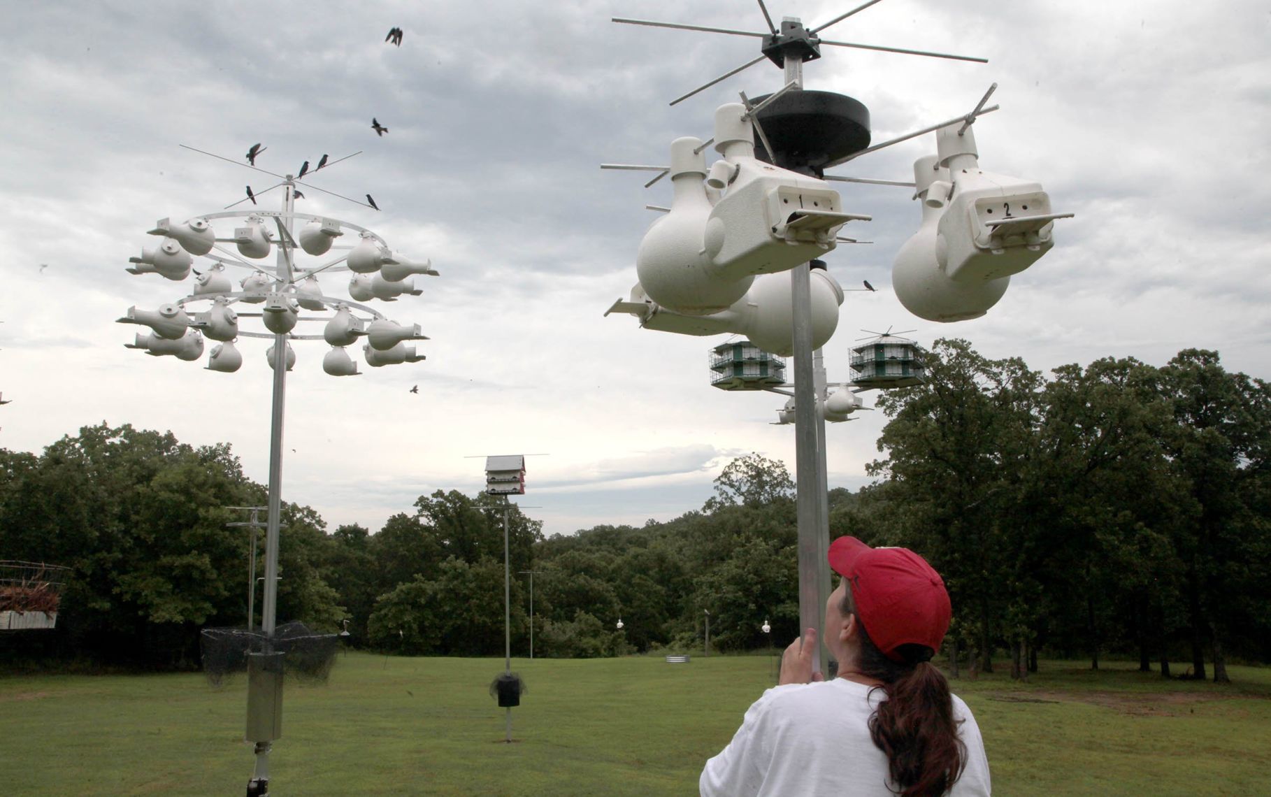Purple martin banding